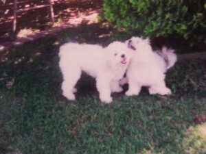 Two Dog Besties
