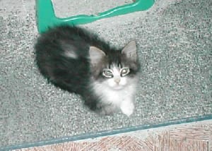 Kitty