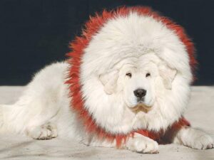 White Tibetan Mastiff Pictures - Looking Like Lion